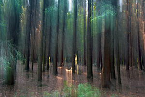 metsää