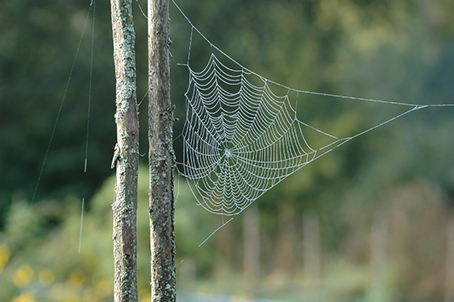 Hämähäkin kutomaa seittiä puussa