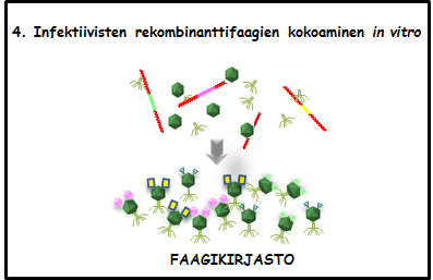 Metagenomisella faagiesittely kuvattuna