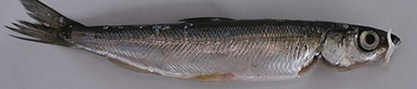 Muikku