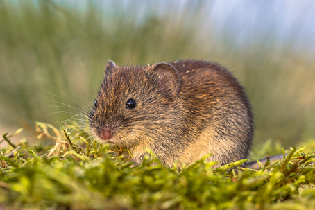 Myyrä ruohikossa