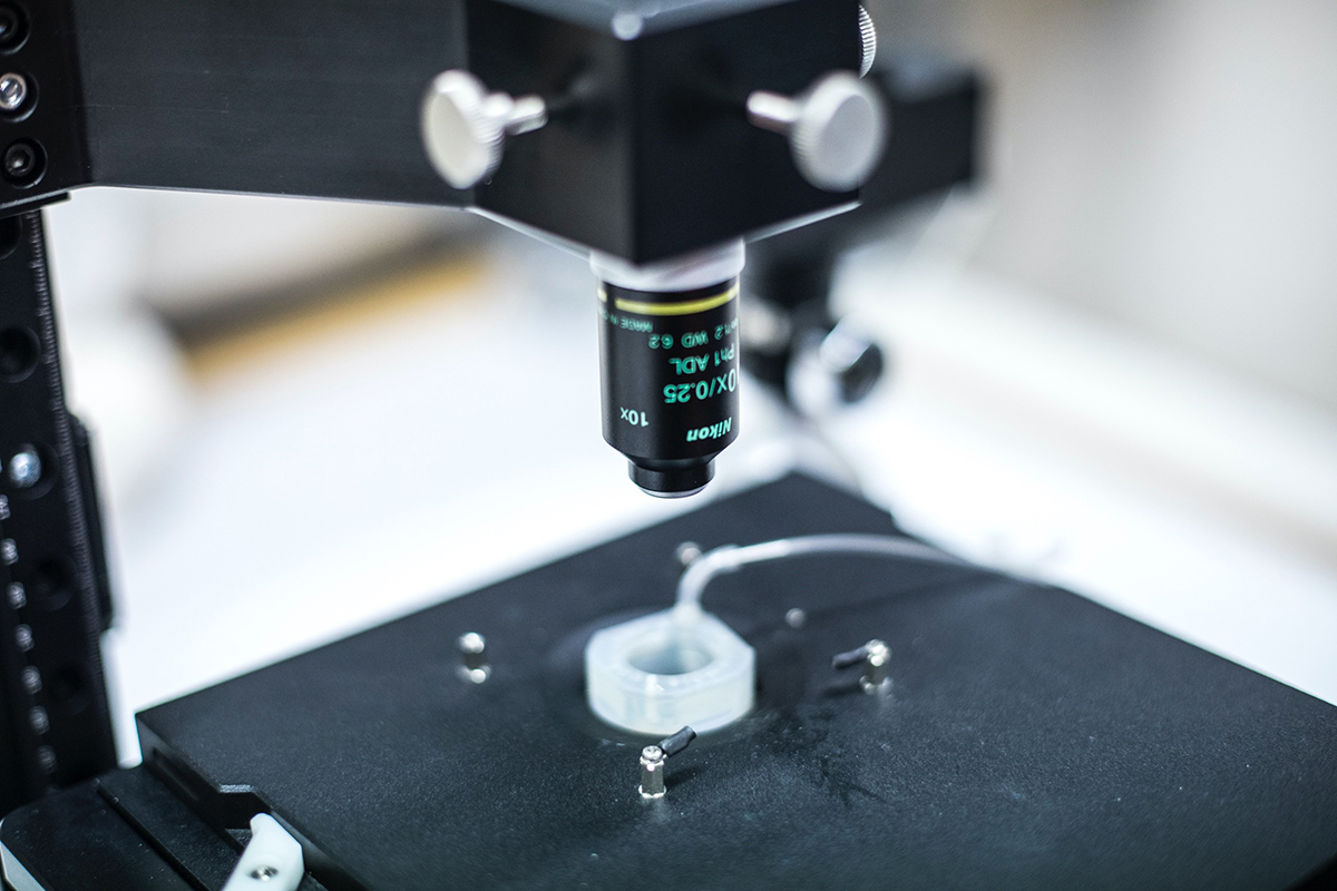 Body-on-chip-alustan laatua tarkastetaan mikroskoopissa. 