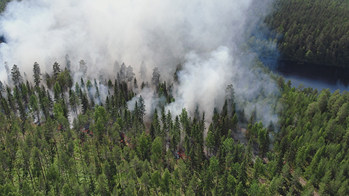 Metsäpalot ennallistaminen